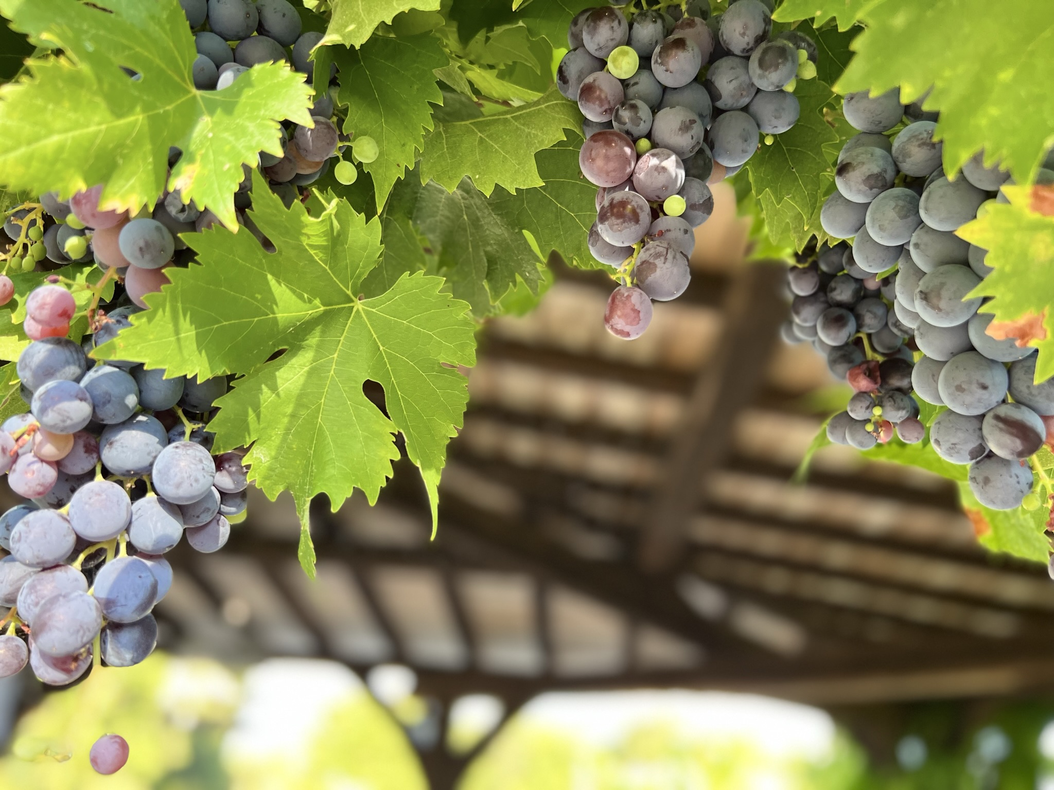 grappe de raisin dans la court intérieur de la maison La Chenaie à Sorges